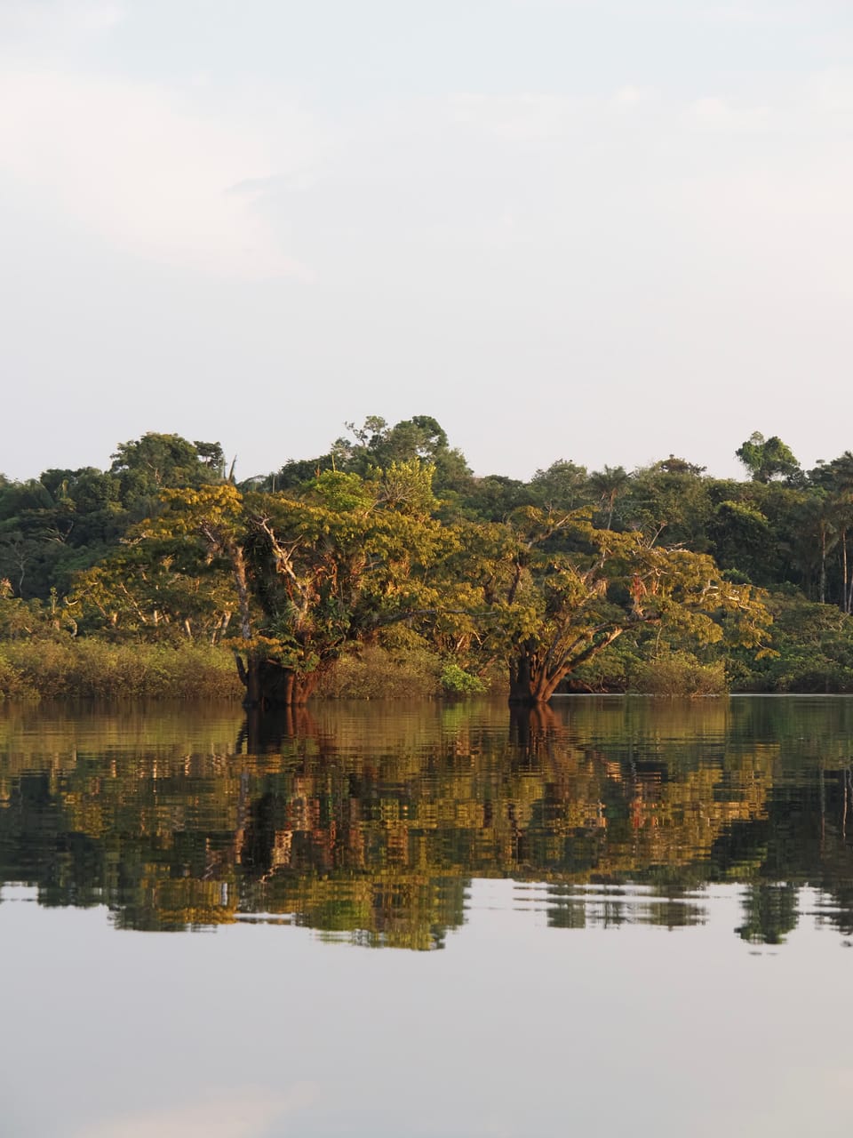 Amazon Rainforest, Ecuador🦜